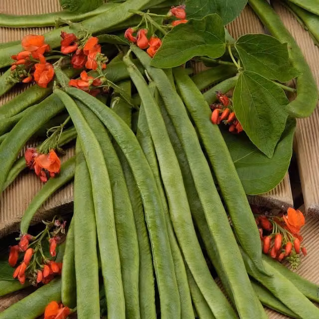 Marshalls Guinness Record Runner Bean Seeds with Red Flowers, 50 Seeds