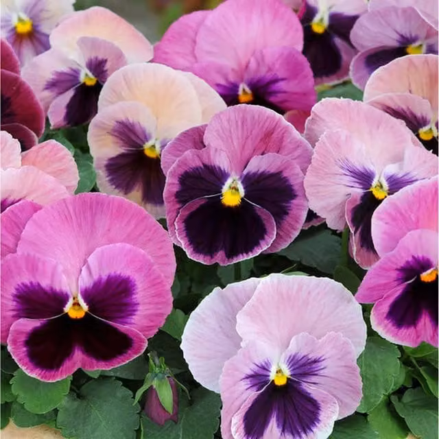 Plants by Post Pink Pansy Bedding Plants, 12 Plants