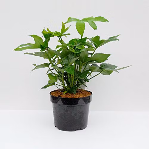 Thompson & Morgan Fatsia Japonica Castor Oil Plant, Hardy Evergreen Perennial Outdoor Shrub in 1 x 17cm Pot – 3