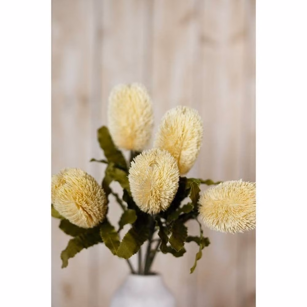 Lemon Pavilion Large Banksia Serrata Single Stem Flower in Beige and Green, Height: 65 cm – 2