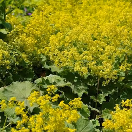 Thompson & Morgan Alchemilla mollis Robustica Lady's Mantle Hardy Perennial Plant with Green Foliage and Yellow Flowers, 2 x 9cm Pots
