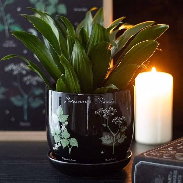 Uniqueful Poisonous Plants Tabletop Plant Pot in Black, Medium Size – 1