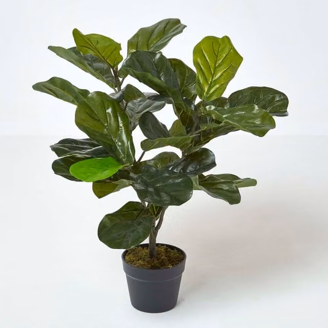 Homescapes Artificial Fiddle Leaf Fig Tabletop Tree in Black Pot, Green, Height: 70 cm
