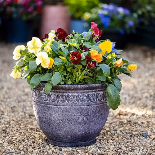 Garden Gear Athena Antique Stone Effect Mediterranean Style Planter, Grey, H 35.0 cm x W 35.0 cm x D 25.5 cm – 3