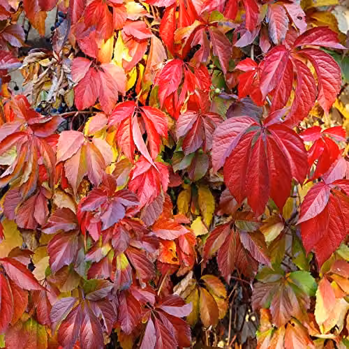 Thompson and Morgan Virginia Creeper Parthenocissus Quinquefolia Climbing Plant in a 1.7 Litre Pot