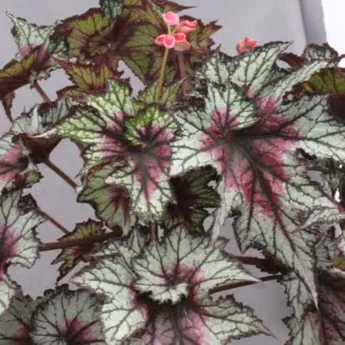 Thompson & Morgan Begonia Red Tempest Tender Perennial 3 Jumbo Plug Plants