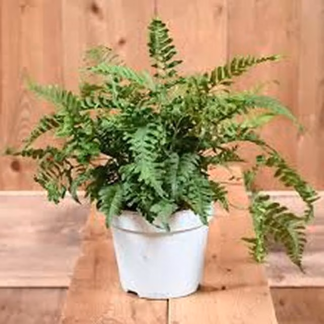 Plants By Post Common Polypody (Polypodium Vulgare) Perennial Outdoor Ornamental Fern, Green, 1L Pot