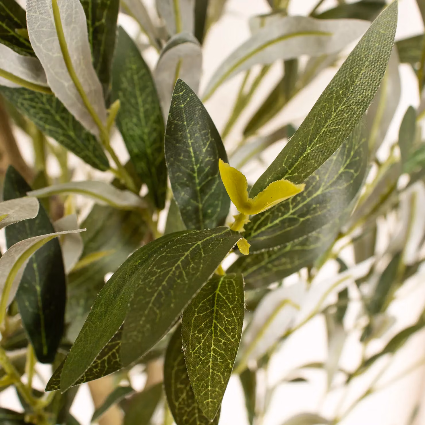 Scottish Everlastings Ltd 190cm Green Mediterranean Olive Tree – 2