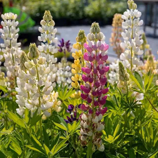 Marshalls Garden Lupin Legendary Mix Multicolour Hardy Perennial Plants, 9cm Pot