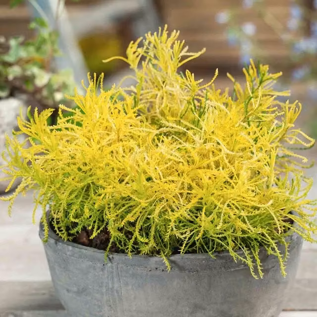 Marshalls Garden Santolina rosmarinifolia Lemon Fizz Ornamental Shrub, Green and Yellow, 9cm Pot