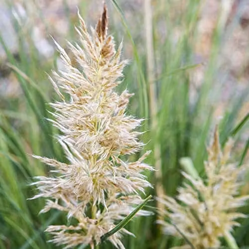 Thompson & Morgan Cortaderia Tiny Pampa Hardy Perennial Ornamental Grass, 2 x 9cm Pots