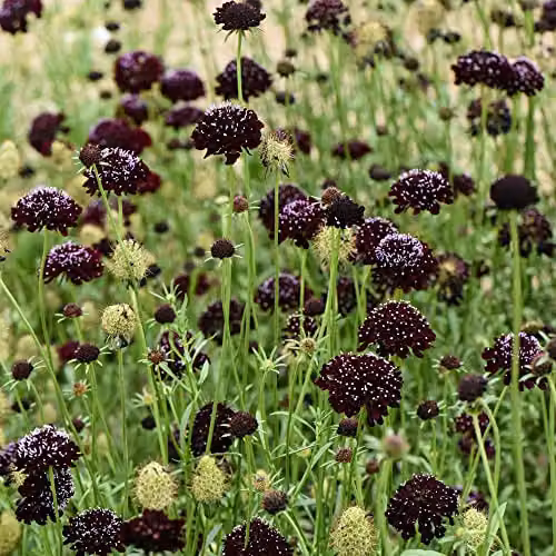 Thompson and Morgan Scabious Ace of Spades Scabiosa atropurpurea Seeds with Black Blooms, Approx. 25 Seeds – 1