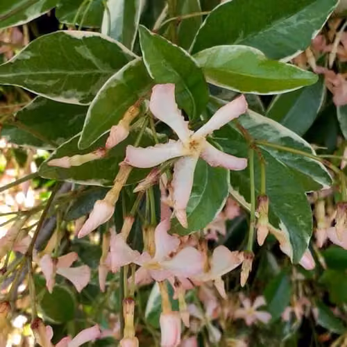 Thompson & Morgan Trachelospermum Star of Milano Variegated Climber with Pink Blooms, 3 x 9cm Potted Plants