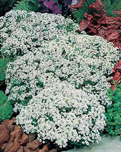 Johnsons Alyssum Carpet of Snow White Ground Cover Flower Seeds – 3