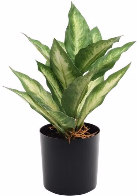 KDMD Dieffenbachia Potted Green and White House Plant, 20 cm