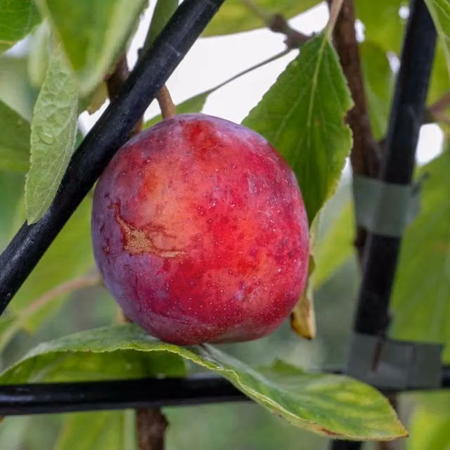 Marshalls Garden Purple Opal Plum Fruit Tree