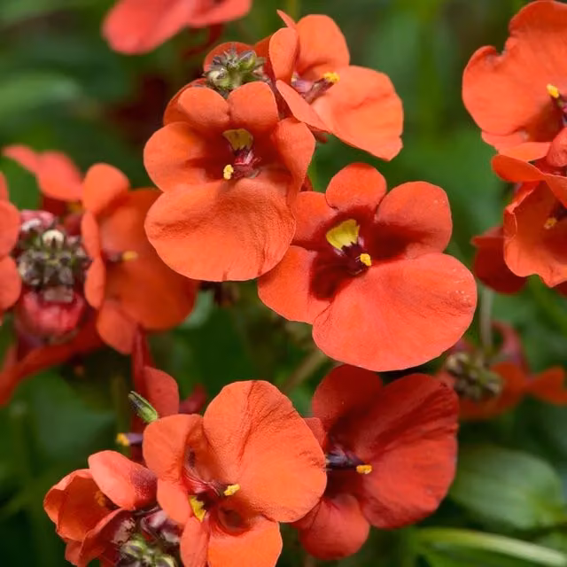 Plant Theory Set of 3 Diamond Dark Orange Diascia Bedding Plants in 9cm Pots