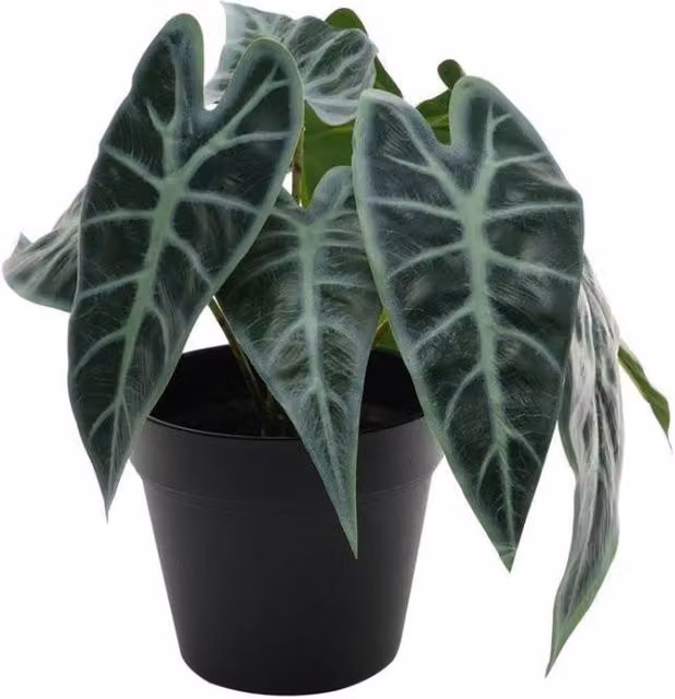 KDMD Green Caladium Potted House Plant, Height: 23 cm – 1
