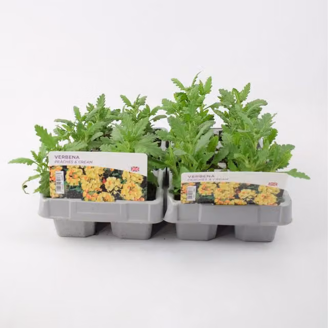 Plants By Post Verbena Peaches and Cream Summer Bedding Plants for Ornamental Gardens