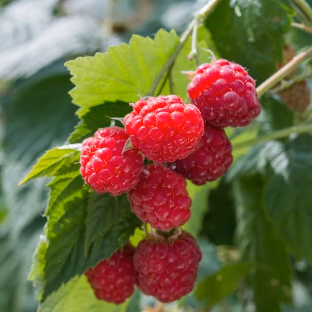 Thompson & Morgan Raspberry Glen Ample Canes Red Berry Bush, Pack of 6