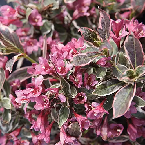 Thompson & Morgan Hardy Perennial Weigela Florida Monet Deciduous Flowering Ornamental Shrub, Pink, 3.5 Litre Pot – 2