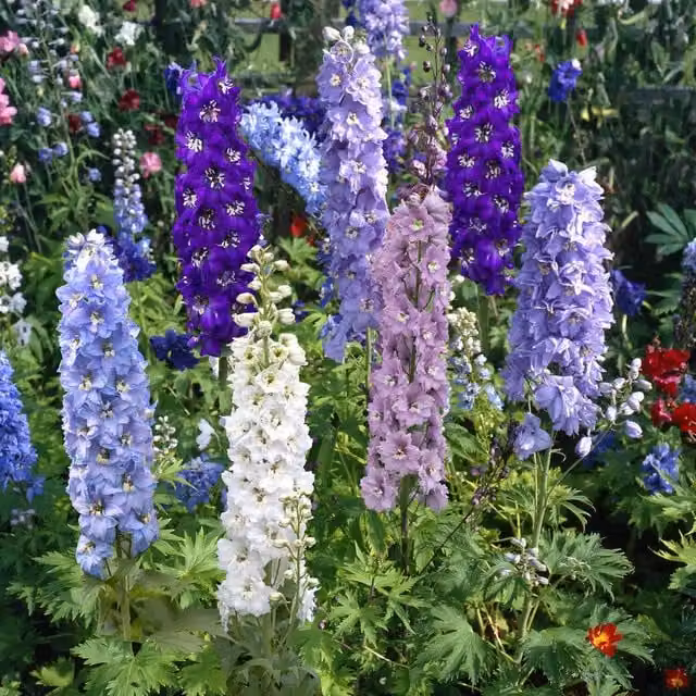 Marshalls Garden Delphinium Magic Fountains Dark Blue and White Perennial Plant
