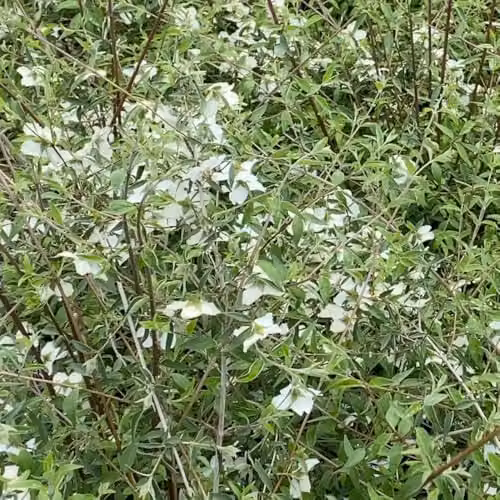Thompson & Morgan Philadelphus Sweet Clare Ornamental Shrub with Fragrant White Flowers, 3 Litre Pot