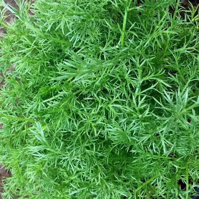 Set of 3 Chamaemelum Nobile Common Chamomile Herb Garden Bedding Plants in 9cm Pots, Green and White