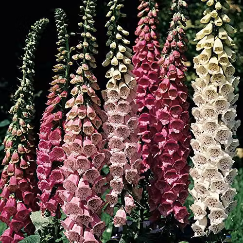 Thompson and Morgan Digitalis Excelsior Foxglove Garden Plants, 12 Garden Ready Plants in Pink, Yellow and White – 2