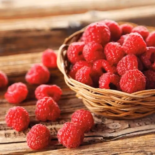 Thompson & Morgan Organic Raspberry Autumn Bliss Red Berry Bush, 1.7 Litre Potted Plant – 2