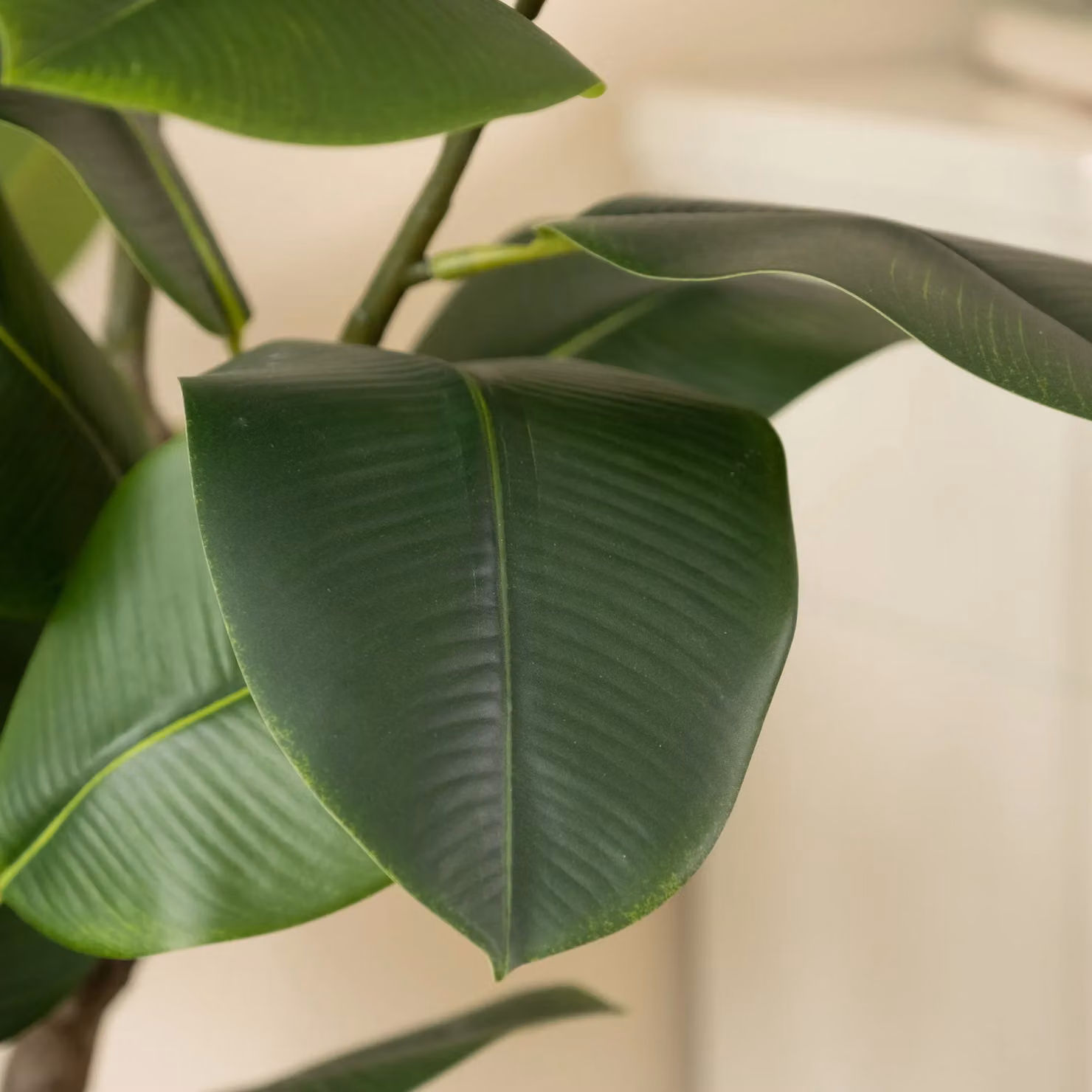 Scottish Everlastings Ltd 150cm Real Touch Green Rubber Tree – 3