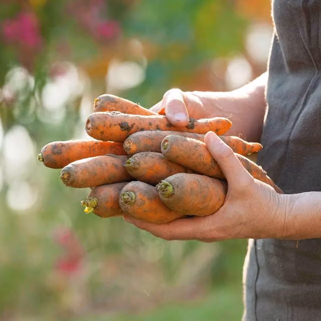 Marshalls Autumn King 2 Carrot Seeds, Orange, 2000 Seeds