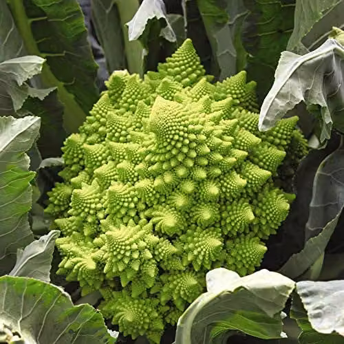 Thompson and Morgan Romanesco Precoce Cauliflower Vegetable Seeds, 275 Seeds