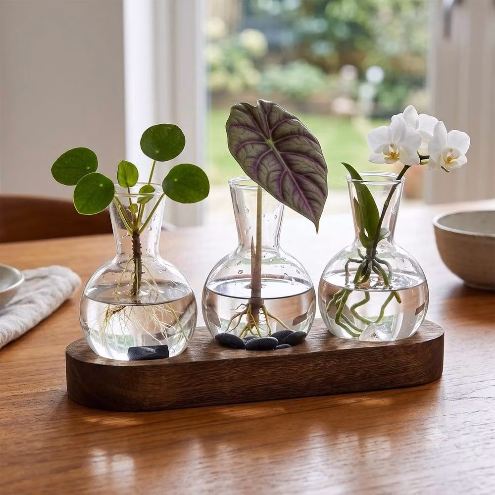 PAWNORA Desktop Propagation Station with Clear Glass Bulb Vases and Wooden Stand – 6