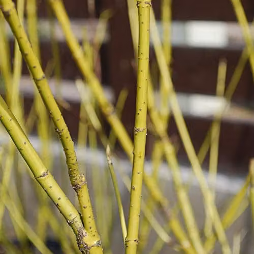 Thompson and Morgan Cornus sericea Flaviramea Golden Twig Dogwood Hardy Ornamental Shrub, 2 x 10 Litre Pots – 1