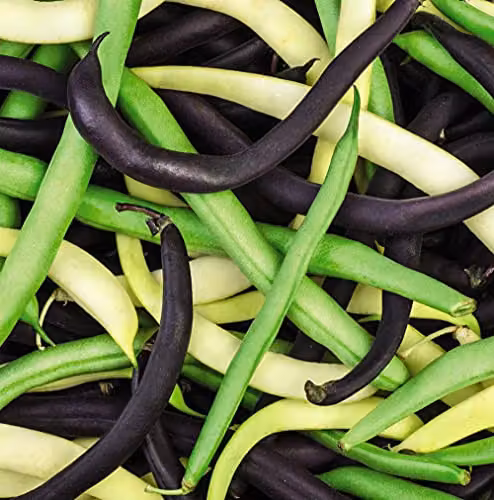 Thompson and Morgan Dwarf French Bean Colour Mix Vegetable Seeds – 1