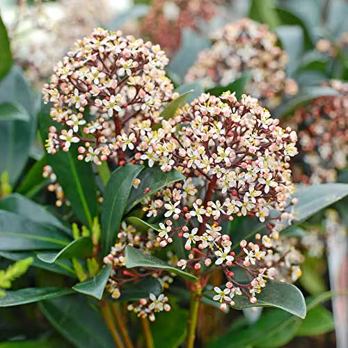 Thompson & Morgan Skimmia Japonica Rubella Ornamental Flowering Shrub, 2 x 9cm Pots