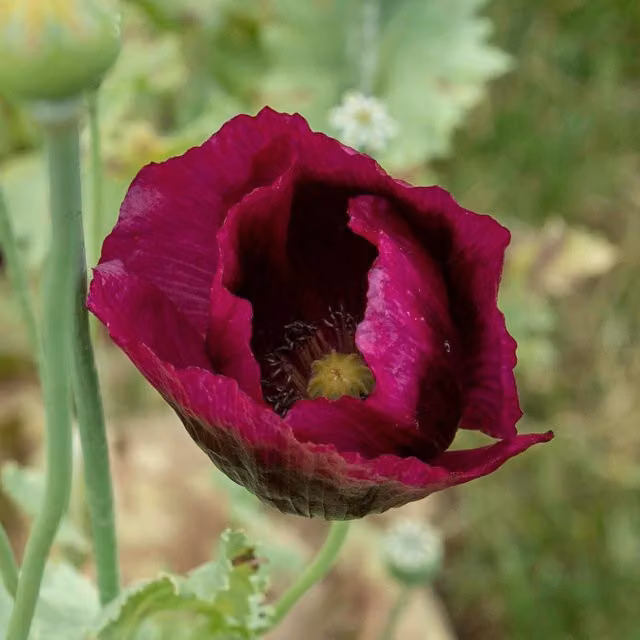 Unwins Purple Poppy Seeds Lauren's Grape Ornamental Flower Seeds, 500 g