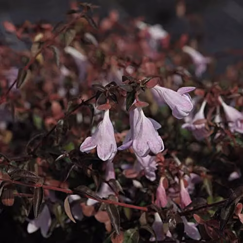 Thompson & Morgan Abelia Pinky Bells Ornamental Semi-Evergreen Hardy Shrub with Pink Blooms, 2 x 3-Litre Pots – 3