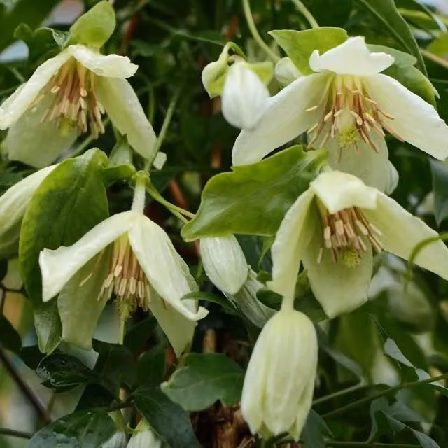Plant Theory Clematis Christmas Surprise White Flowering Climbing Plant, Green
