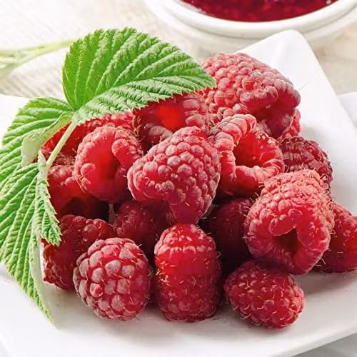 Thompson and Morgan Raspberry Polka Autumn Fruiting Rubus Idaeus Hardy Shrub, 3x Bare Root Canes – 2