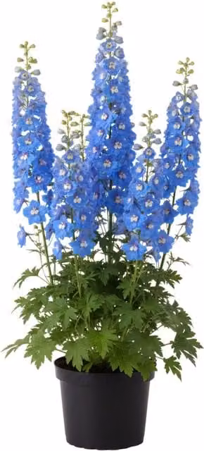 Plants by Post Delphinium Blue Bird Perennial Outdoor Summer Ornamental Garden Plant in Blue and White (Pack of 6)