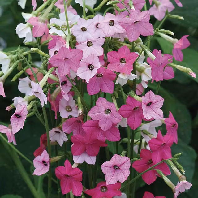 Unwins Nicotiana Whisper Mix Flower Seeds, Pink and White