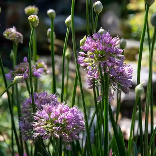 Marshalls Garden Purple Ornamental Allium Millennium Perennial Plants, Pack of 3 – 2