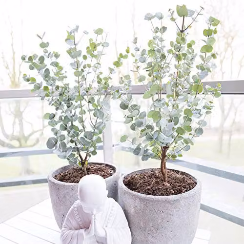 Thompson & Morgan Eucalyptus gunnii Azura Potted Plant with Blue-Grey Foliage, 15cm Pot – 1