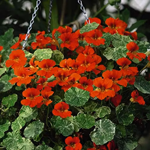 Thompson and Morgan Nasturtium majus Orange Troika Indian Cress Seeds with Orange Blooms and Marbled Foliage, 1 Packet (Approx. 30 Seeds) – 2