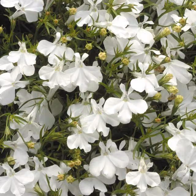 Plants By Post Lobelia White Summer Bedding Plants in 9cm Pots (Pack of 3)