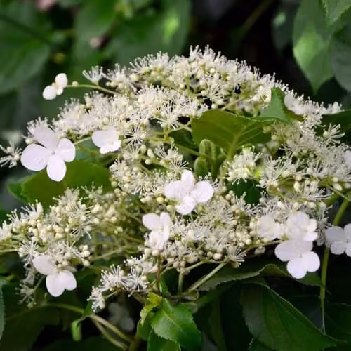 Thompson and Morgan Hydrangea petiolaris Climbing Hydrangea with White Blooms, 2 x 9 Litre Pots