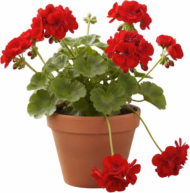 Plants by Post Trailing Geranium Sunflair Ruben Red Ivy Leaf Hanging Basket