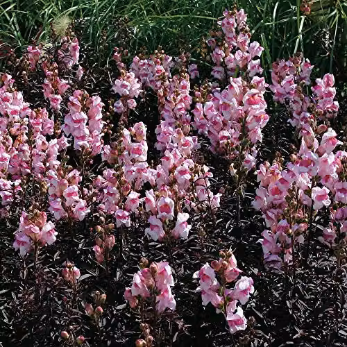 Thompson and Morgan Antirrhinum Bronze Dragon Flower Seeds, 100 Seeds per Packet – 1